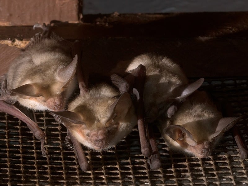 bats on a vent