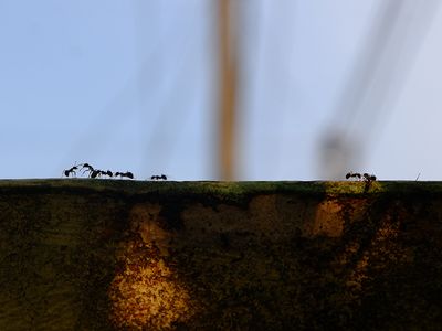 ants on a rock