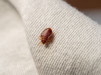 bed bug on a couch