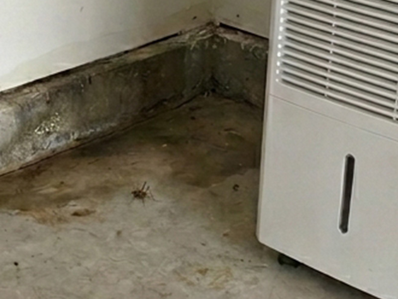 camel cricket in damp garage