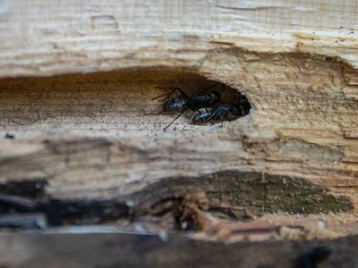 carpenter ant tunneling in wood
