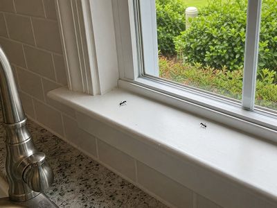 carpenter ants on window sill in kitchen