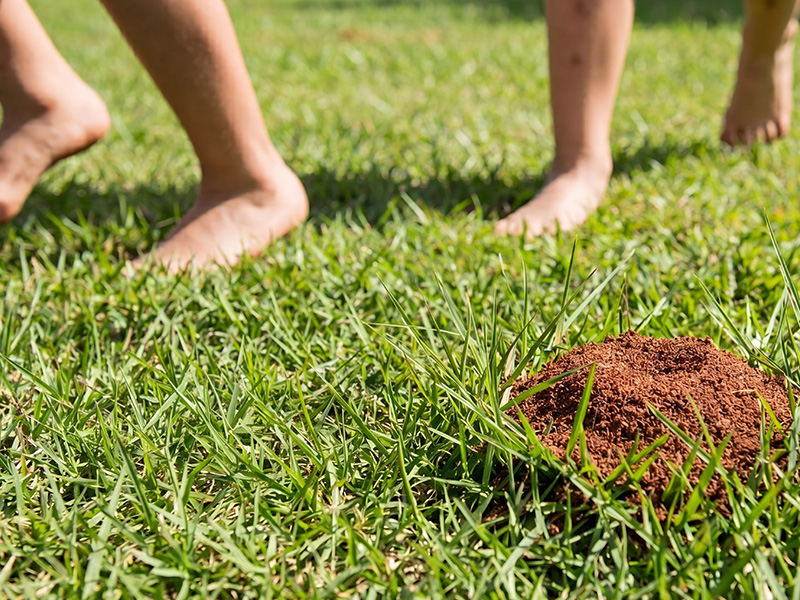 kids playing barefoot in the grass near fire ant mound