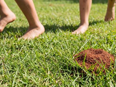 kids playing barefoot in the grass near fire ant mound