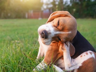 dog scratching flea bites in south carolina