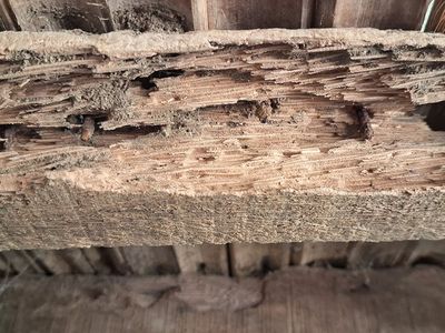 termite damaged support beam