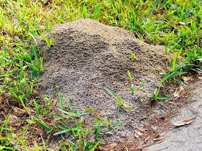 fire ant mound