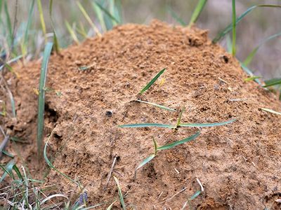 stinging fire ants build mounds in south carolina yards