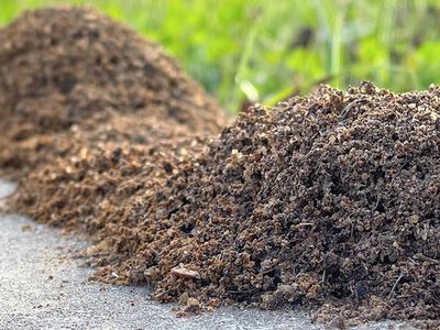 fire ant mounds along walkway