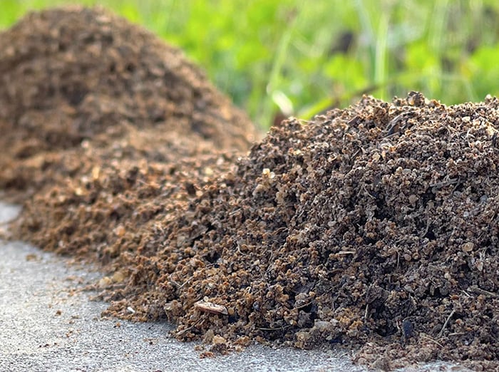 fire ant mounds on lawn in florence sc