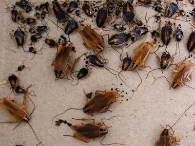 several german cockroachs inside myrtle beach home