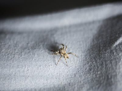 spider on fabric