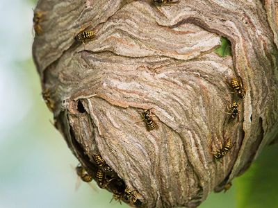 late summer wasp activity in south carolina