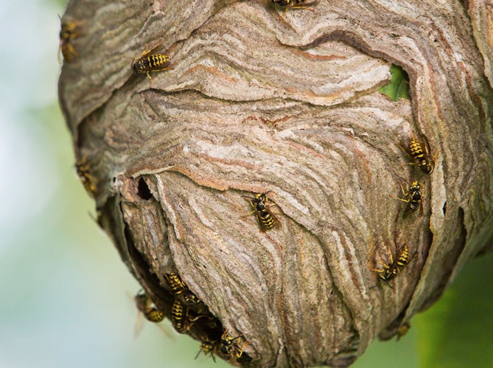 wasps swarming nest in florence south carolina