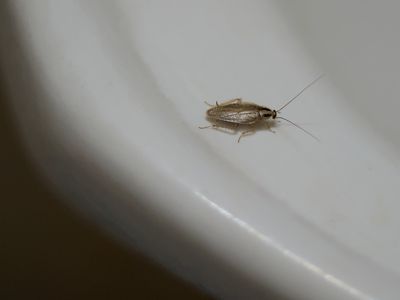 small roach on sink