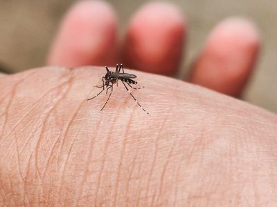 mosquito biting myrtle beach resident