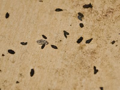 mouse droppings under kitchen sink