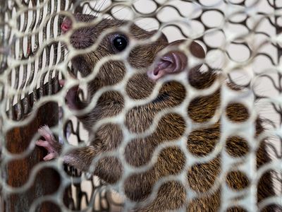 mouse in a cage