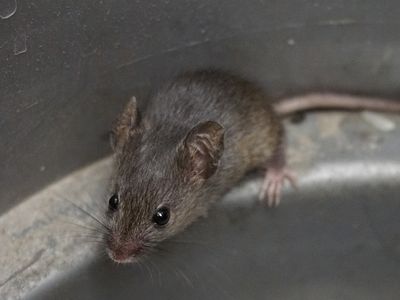 mouse in a pot