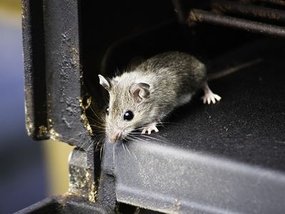 grills attract mice to homes