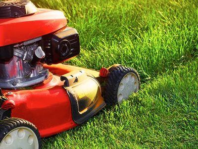 mow your lawn regularly to deter mosquitoes and termites