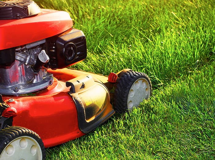cut grass regularly to deter mosquitoes and termites