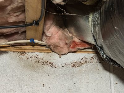 rodent signs near insulation
