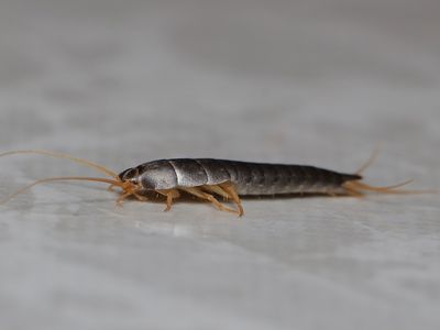 silverfish in bathroom of myrtle beach home