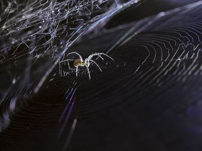spider crawling on a web