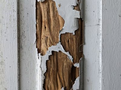 termite damage