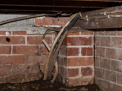 termite mud tube in damp crawl space