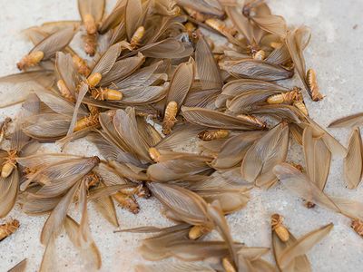 termite season termite swarms