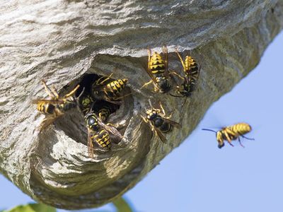 wasps flying around nest