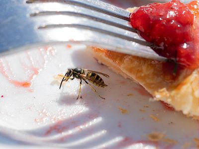 wasps on pie plate