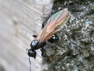 winged carpenter ant on a rock
