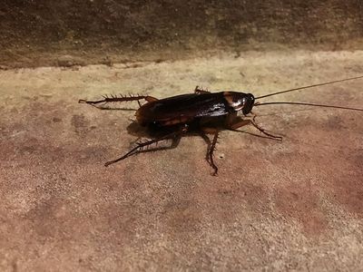 cockroach in crawl space of florence sc home