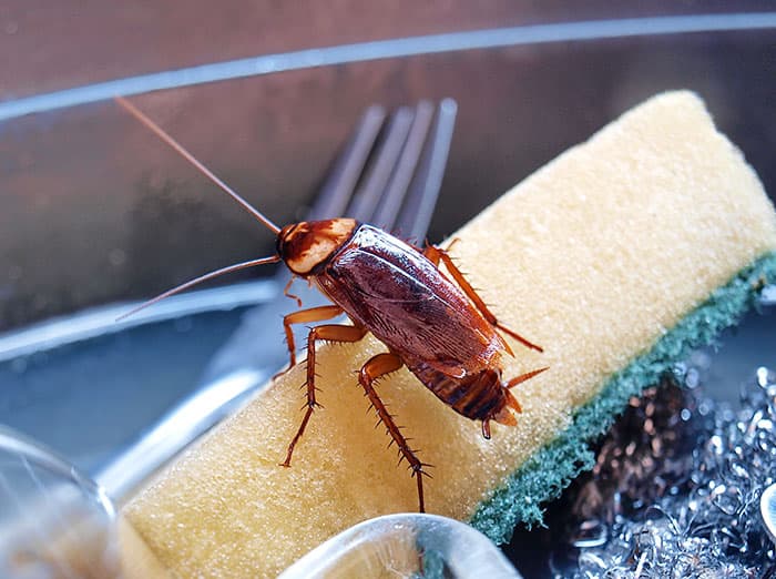 a cockroach crawling on sponge in kitchen sink