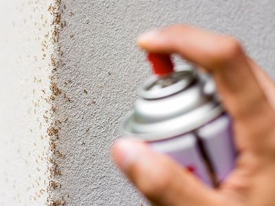 south carolina homeowner spraying ant trail