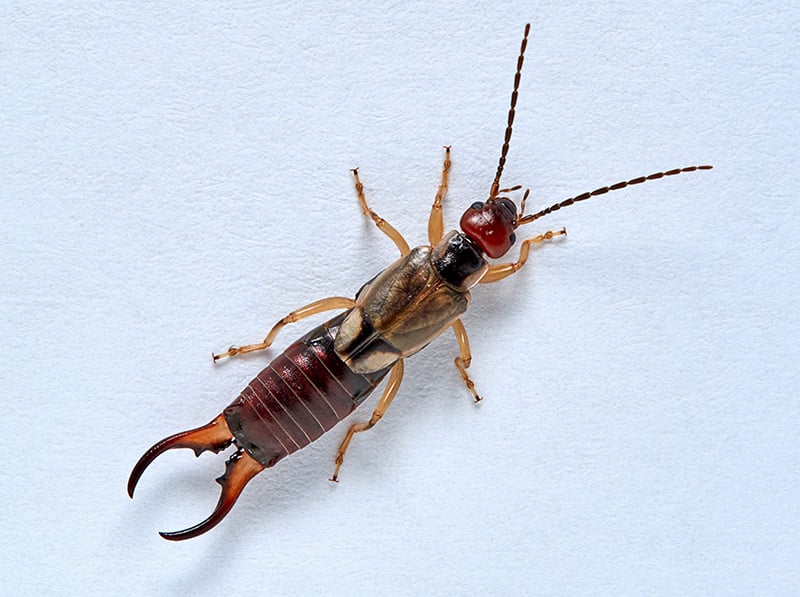 earwig in bathroom