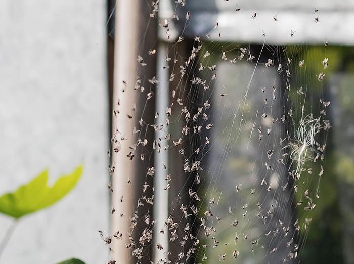 flies in spider web