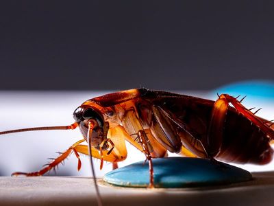 cockroach looking for food at night