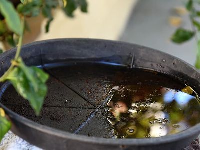 standing water promotes mosquito activity