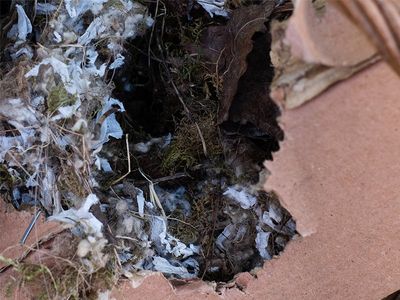 mouse nest inside cardboard box in attic