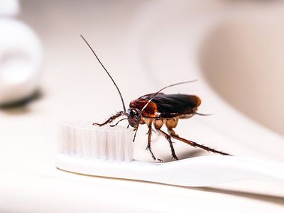 palmetto bug on toothbrush in florence bathroom