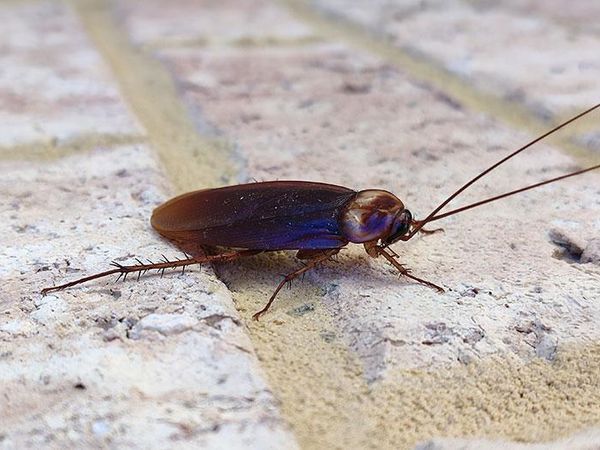 american cockroach crawling across floor