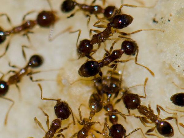 argentine ants