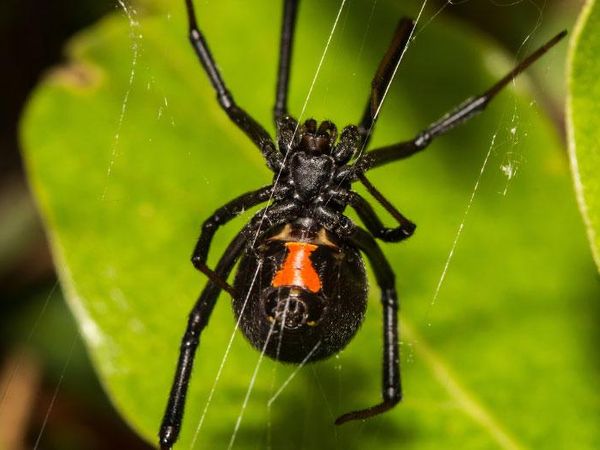 black widow spider outside sc home