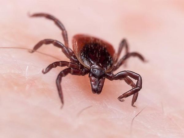 blacklegged tick