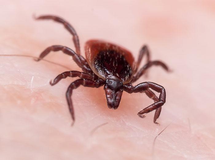 blacklegged tick