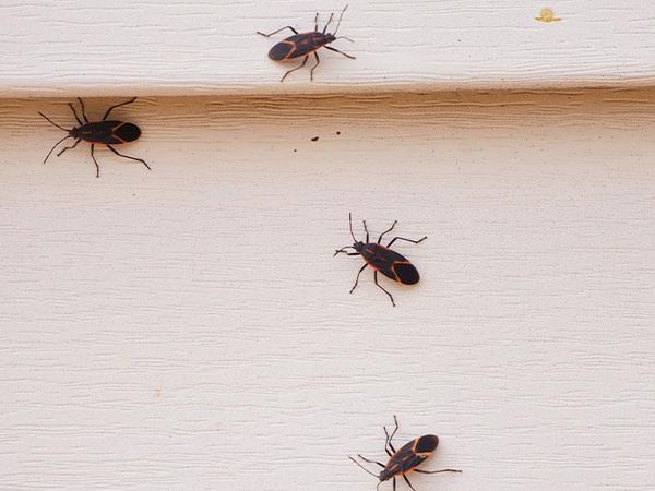 boxelder bugs crawling on siding